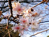 sakura.jpg