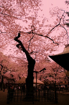 yasu002.jpg