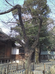 yasu03.jpg